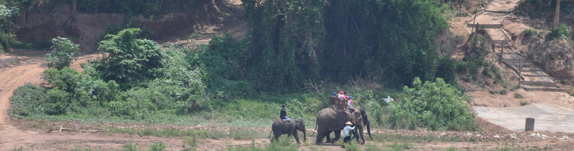 Elephant in Luang Prabang - Northern Laos